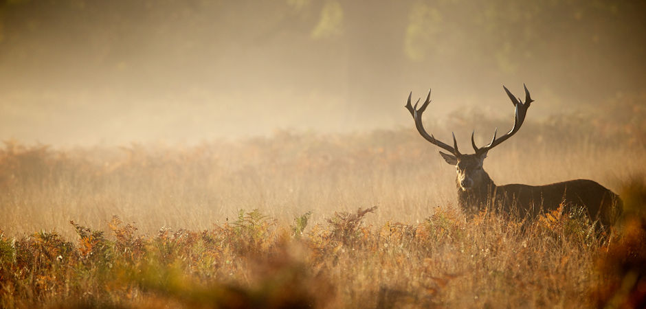 Hunting Activities